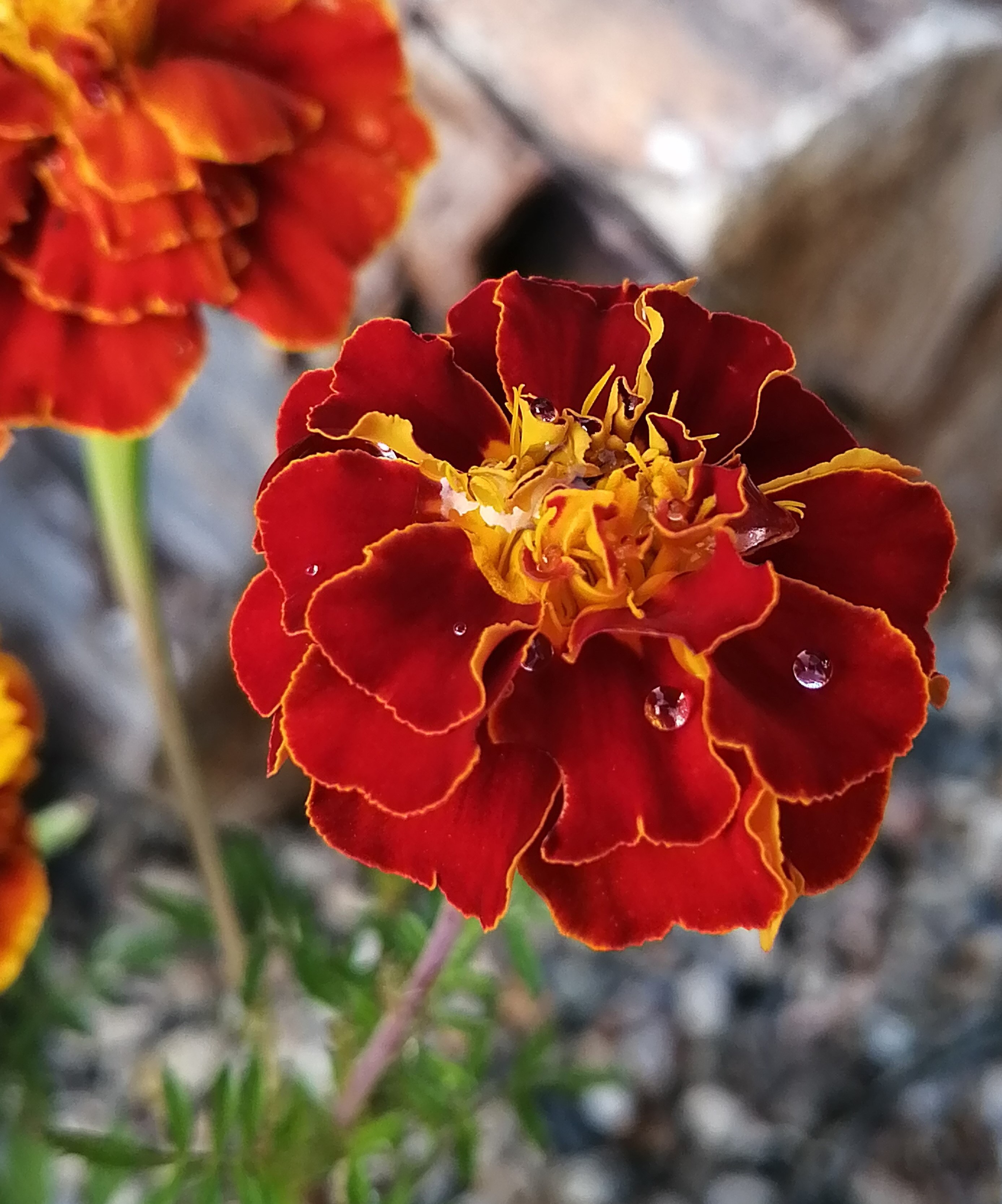 red flower with water droplets